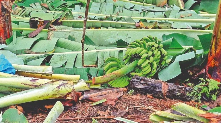 Así quedó tirada una cabeza de banano. No podrá salvarse ni venderse.