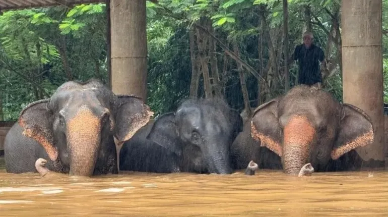 Los rescatistas evacúan animales a terrenos más altos en el Elephant Nature Park después de que las fuertes inundaciones provocaran el desbordamiento del río cercano en Chiang Mai, Tailandia. Elephant Nature Park