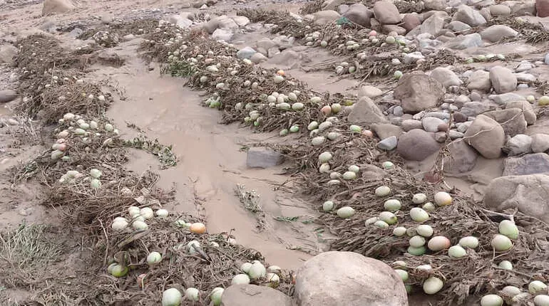 En la localidad paceña, al menos 1.600 familias agrícolas están perjudicadas.