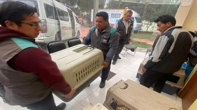 Los animales vivos fueron rescatados durante el operativo.