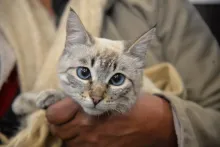 GAMLP Campaña de esterilización en la Casa de la Mascota.