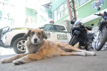 Foto / Víctor Gutiérrez / La Prensa