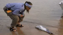 La sequía extrema redujo la profundidad de algunos ríos de la Amazonía a cerca de 70 cm