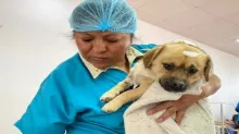 En 2023, el municipio de La Paz se esterilizaron un millar de perros y gastos. 