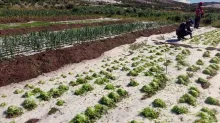 Foto: Agronews